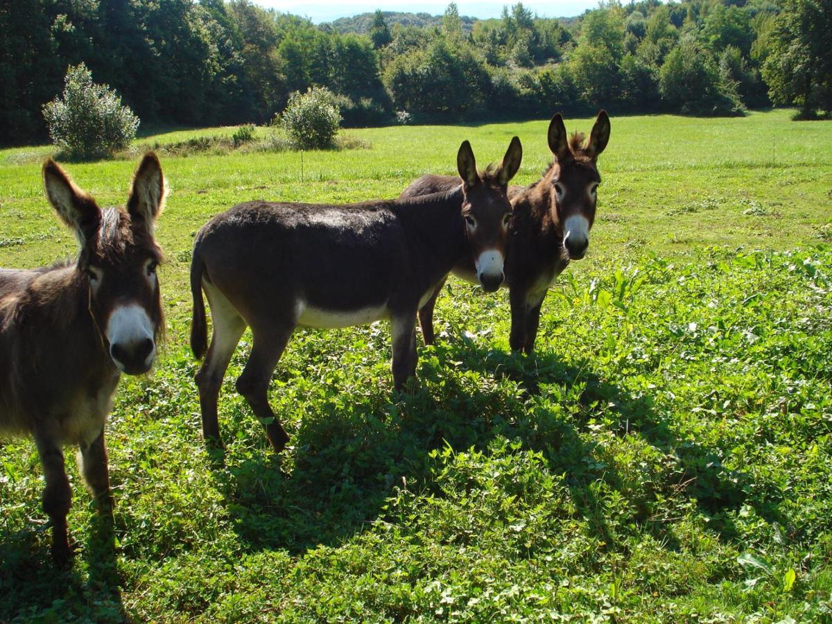 L'Oree Des Bois Bed & Breakfast Dommartin-Les-Cuiseaux Екстериор снимка